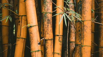 Bamboo, an efficient solution against deforestation!