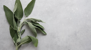 Sage: The ally in the fight against period pains